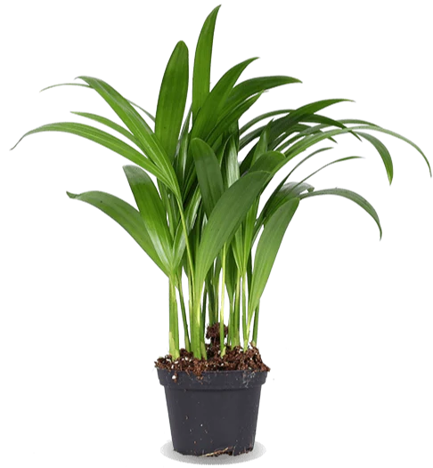 Areca Palme (Goldfruchtpalme) (XS)