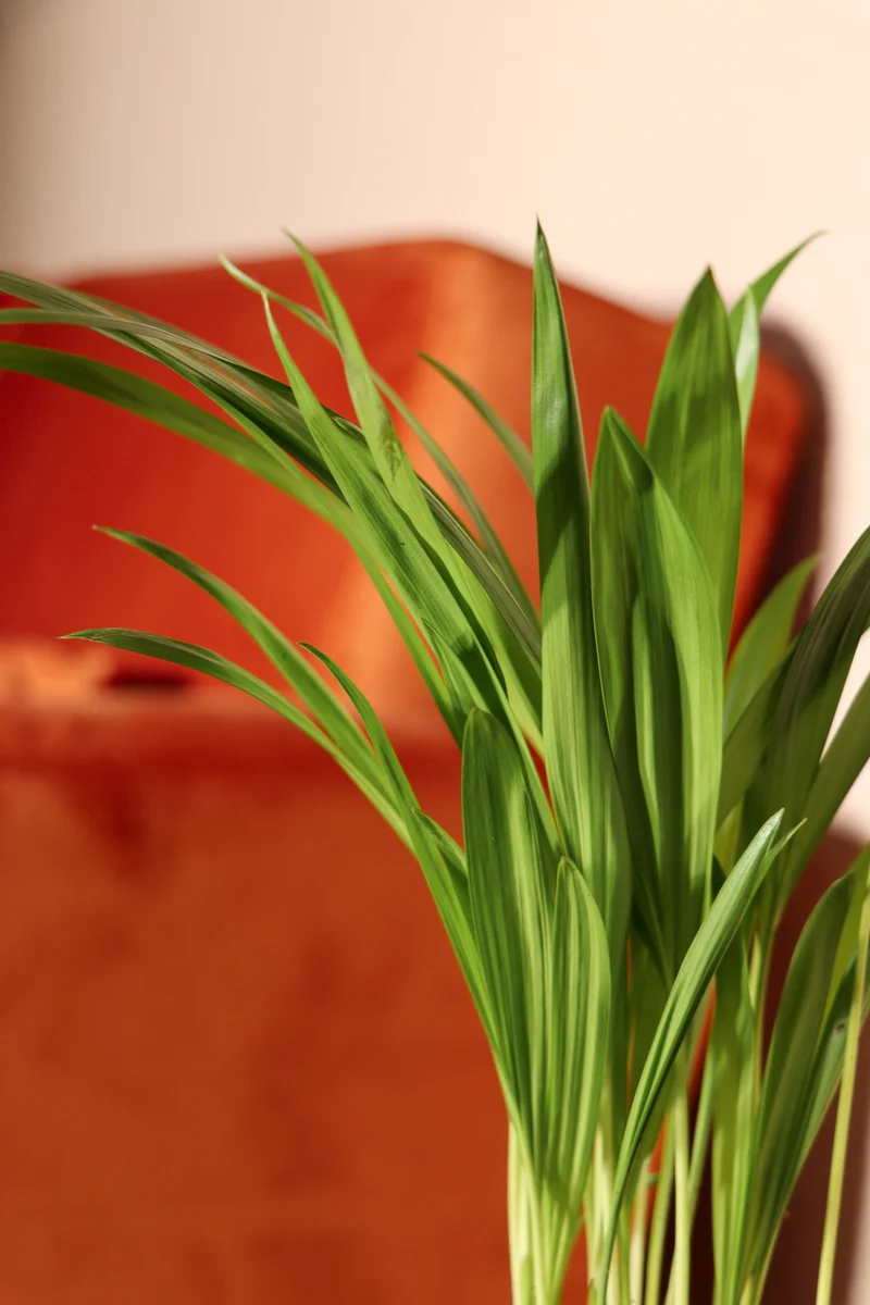 Areca Palme (Goldfruchtpalme) (XS)