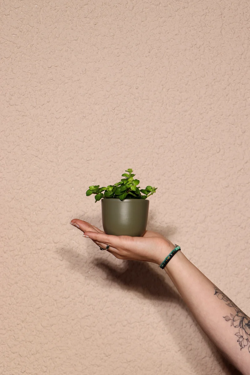 Peperomia rotundifolia (Zwergpfeffer) (XS)