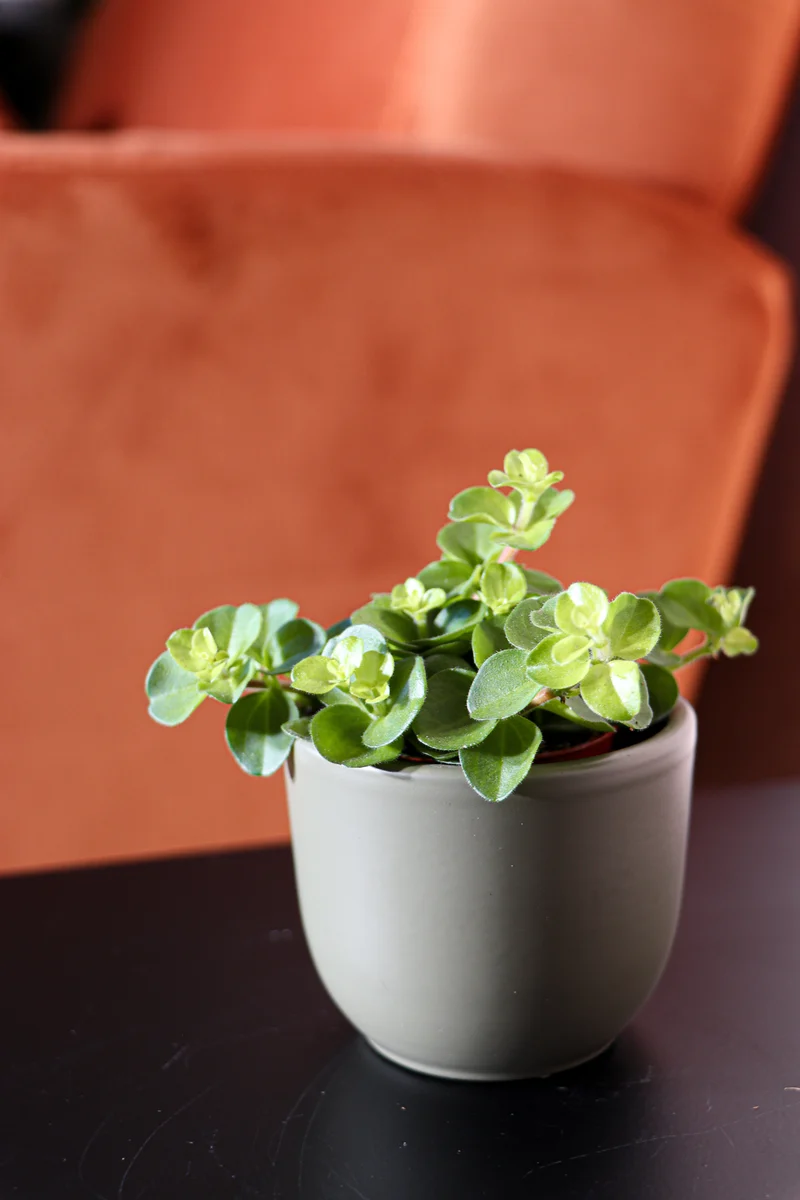 Peperomia rotundifolia (Zwergpfeffer) (XS)