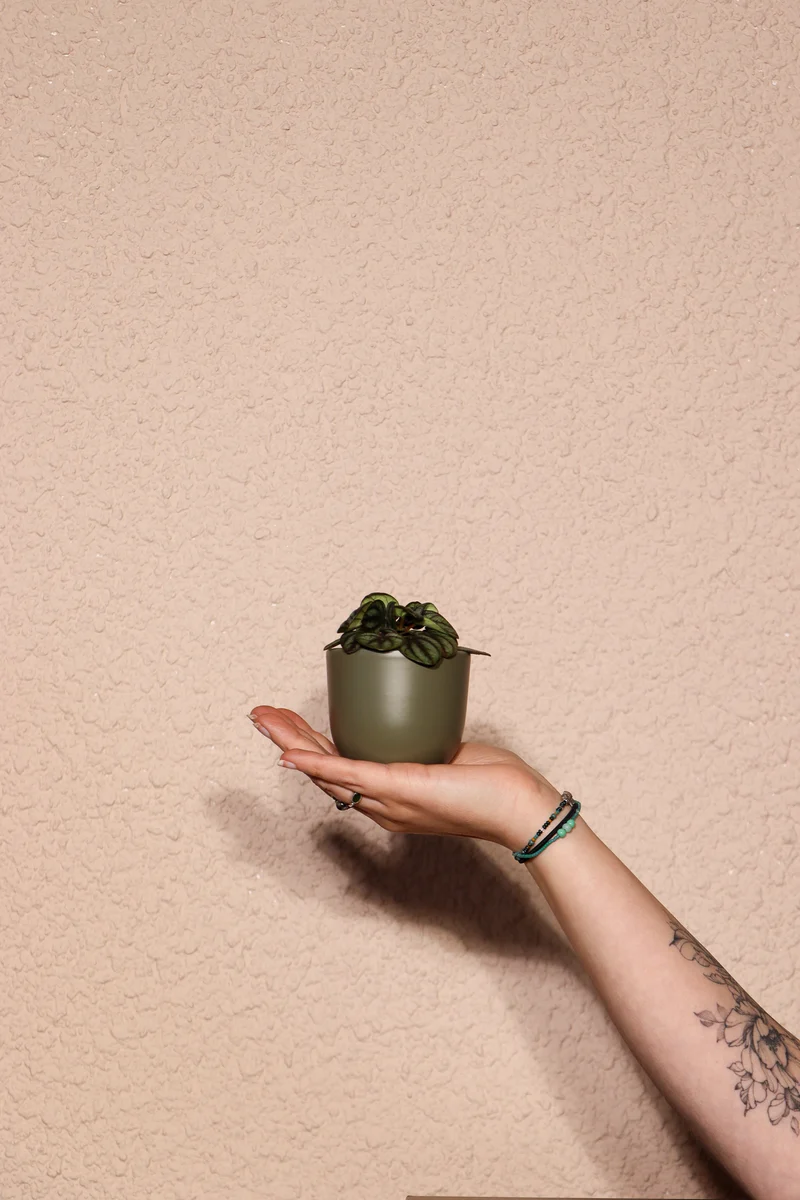 Peperomia piccolo (Zwergpfeffer) (XS)
