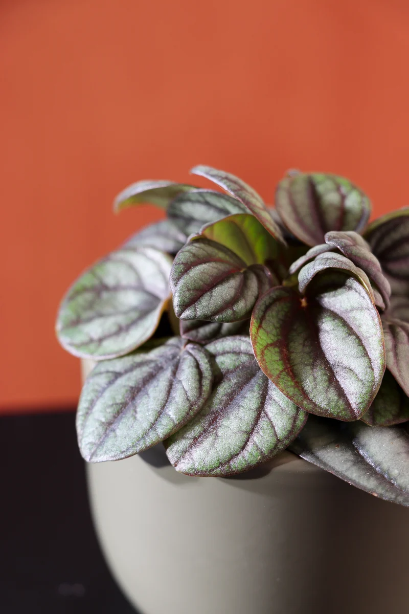 Peperomia piccolo (Zwergpfeffer) (XS)