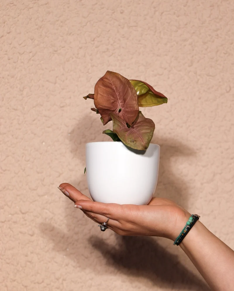 Syngonium neon robusta (Purpurtute) (XS)