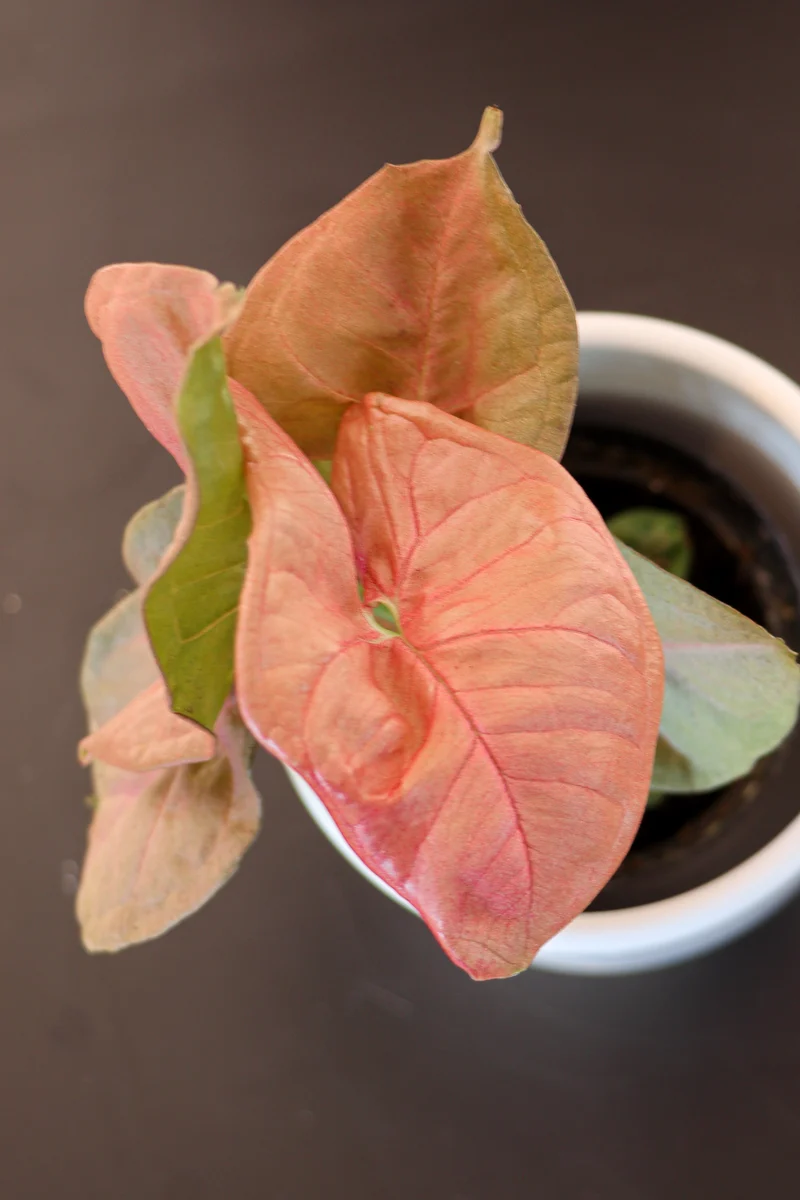 Syngonium neon robusta (Purpurtute) (XS)