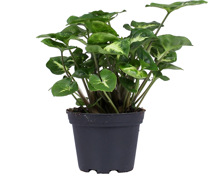 Syngonium pixie (Purpurtute) (XS)