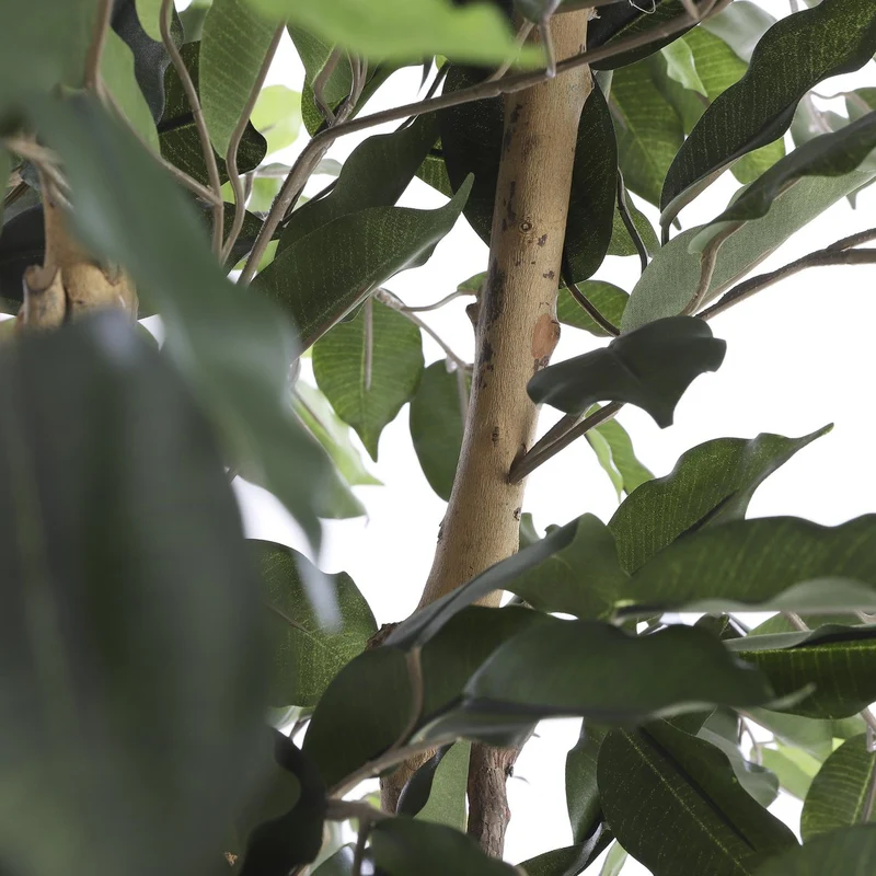 Künstlicher Ficus, 150 cm