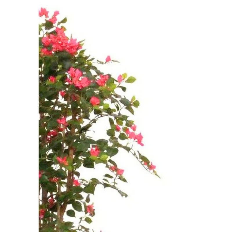 Künstliche Bougainvillea