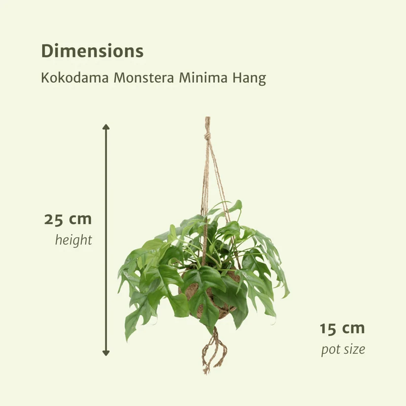 Kokodama Monstera minima hängen (Lochpflanze) - 2 Teile - Ø15 cm - ↕25 cm