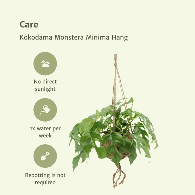 Kokodama Monstera minima hängen (Lochpflanze) - 2 Teile - Ø15 cm - ↕25 cm