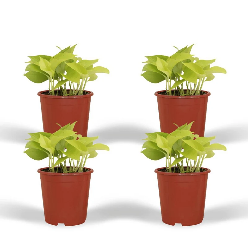 Epipremnum Golden Pothos - 4 Stück - ø12cm - ↕15cm