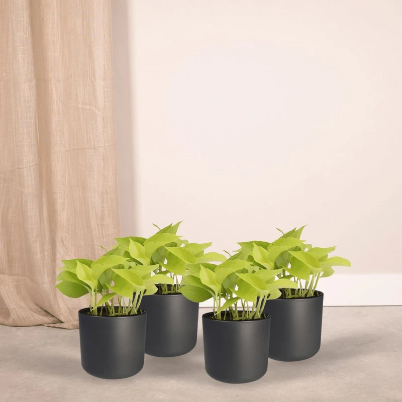 Epipremnum Golden Pothos - 4 Stück - ø12cm - ↕15cm
