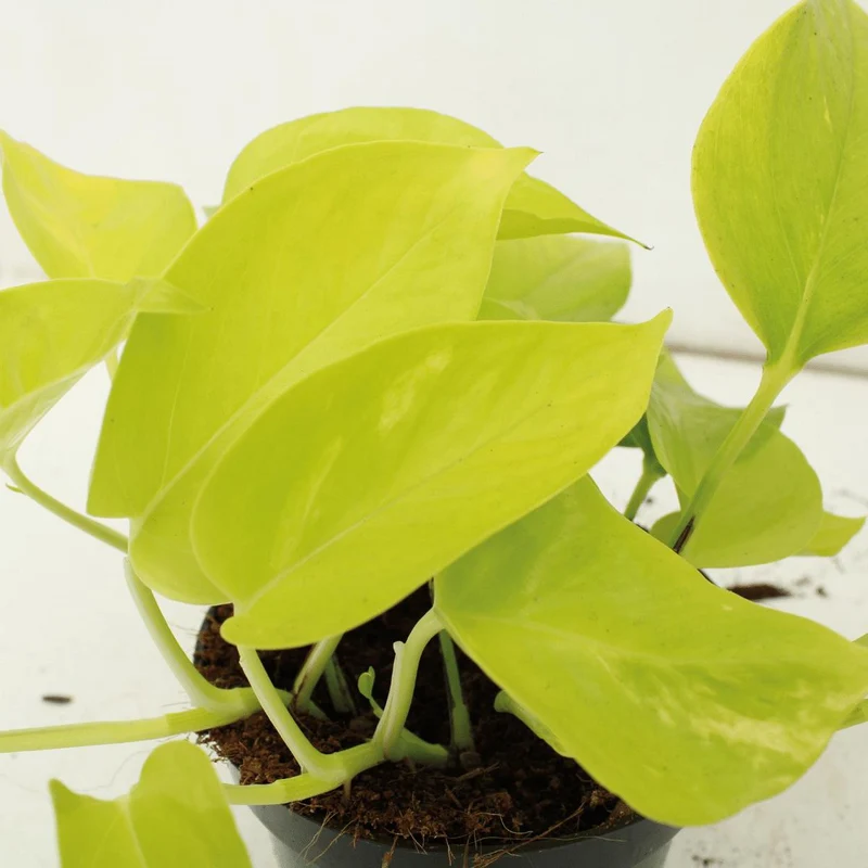 Epipremnum Golden Pothos - 4 Stück - ø12cm - ↕15cm
