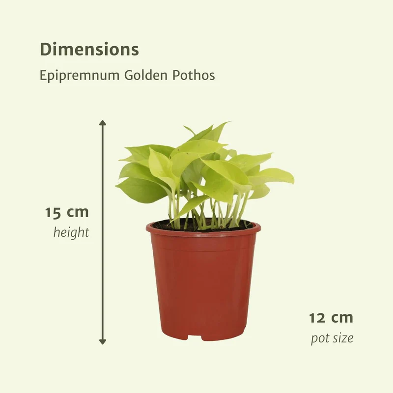 Epipremnum Golden Pothos - 4 Stück - ø12cm - ↕15cm
