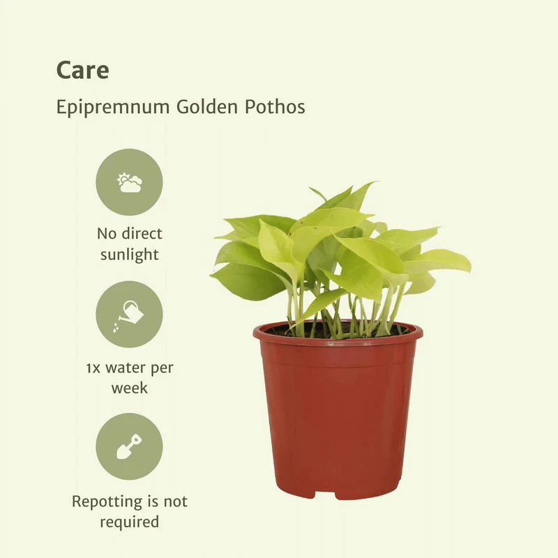 Epipremnum Golden Pothos - 4 Stück - ø12cm - ↕15cm