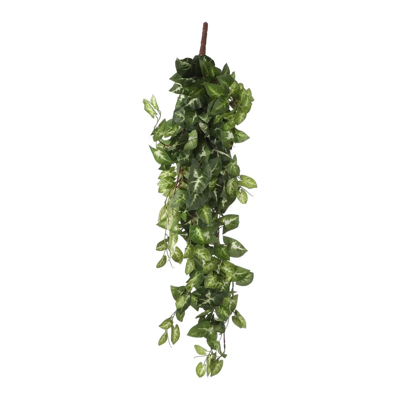 Künstliche Fittonia