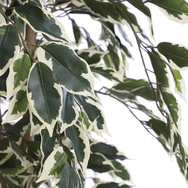Künstlicher Ficus Benjamina (150 cm)