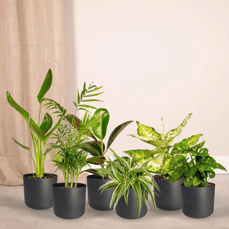 Überraschungsbox - 10 verschiedene Zimmerpflanzen - Ø12cm - ↕35cm
