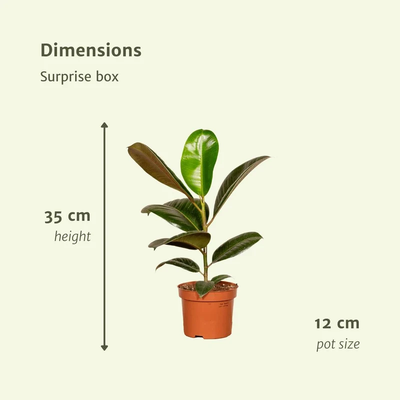 Überraschungsbox - 10 verschiedene Zimmerpflanzen - Ø12cm - ↕35cm