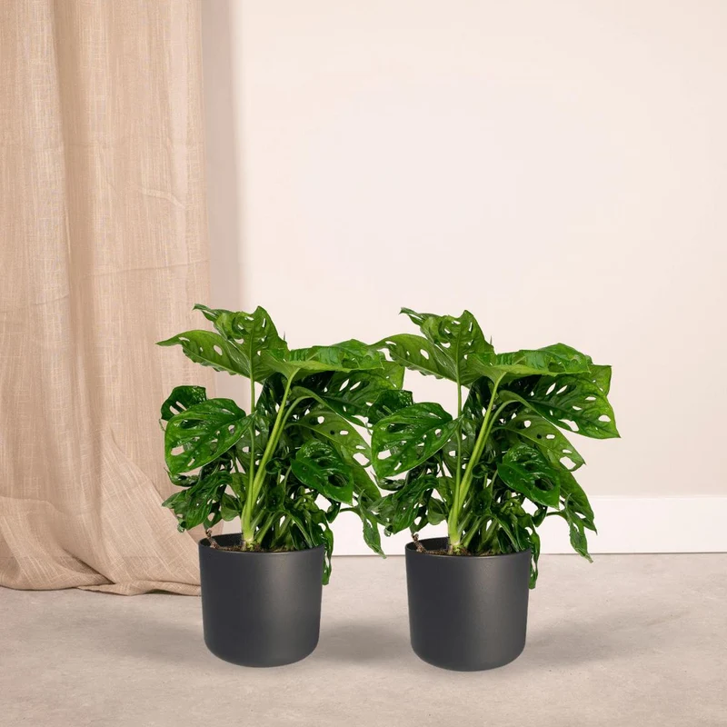 2x Monstera Monkey Leaf - Lochpflanze - 30cm - ø12