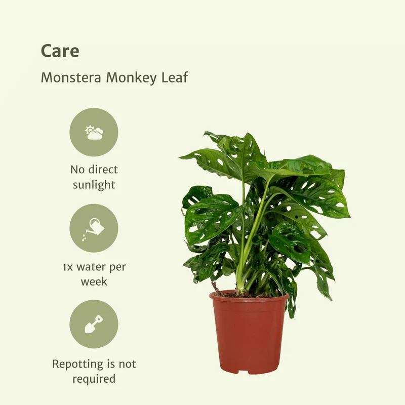 2x Monstera Monkey Leaf - Lochpflanze - 30cm - ø12