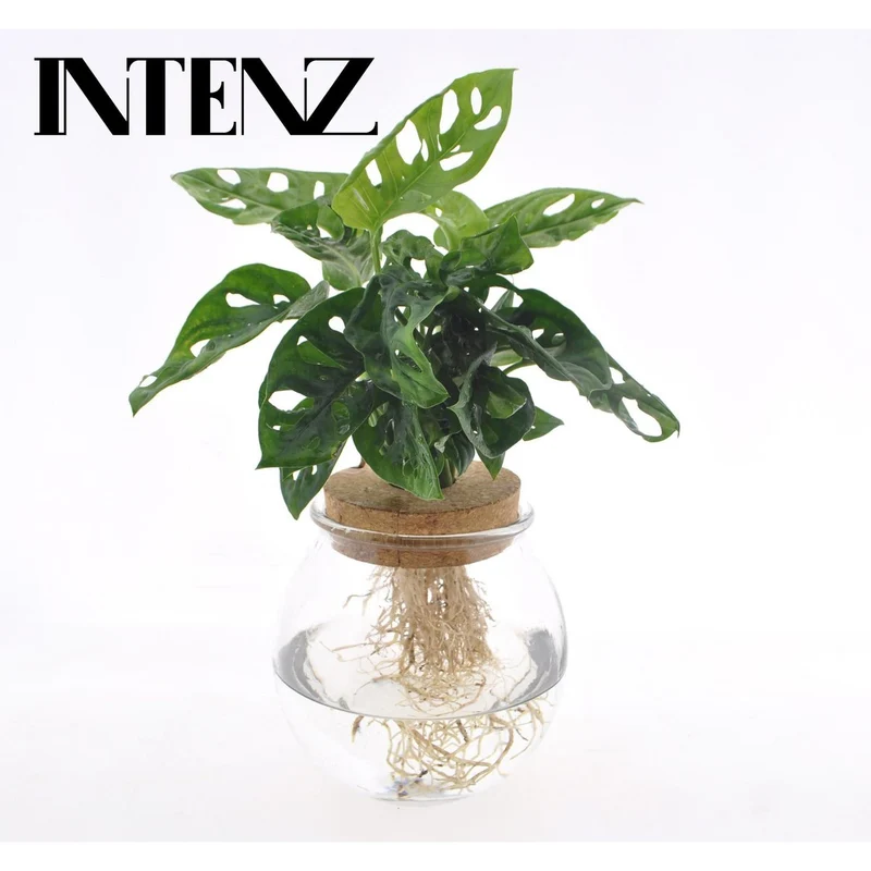 Monstera Adansonii – Ø12 ↕25