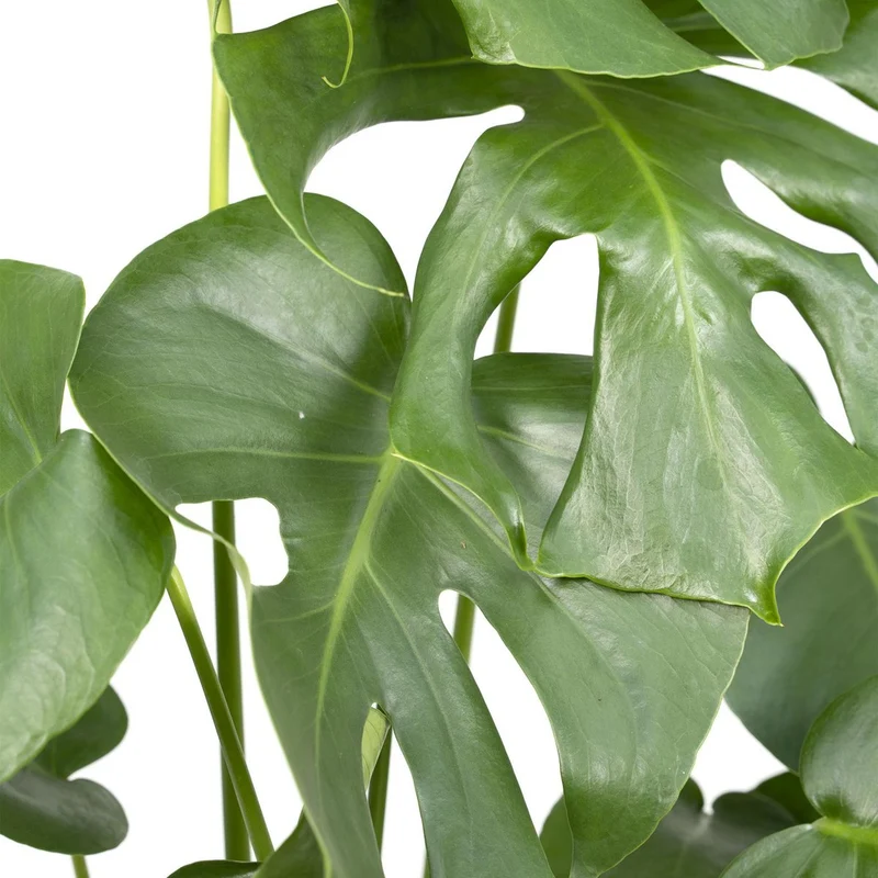 Monstera Deliciosa - Lochpflanze - Ø17cm - ↕55cm