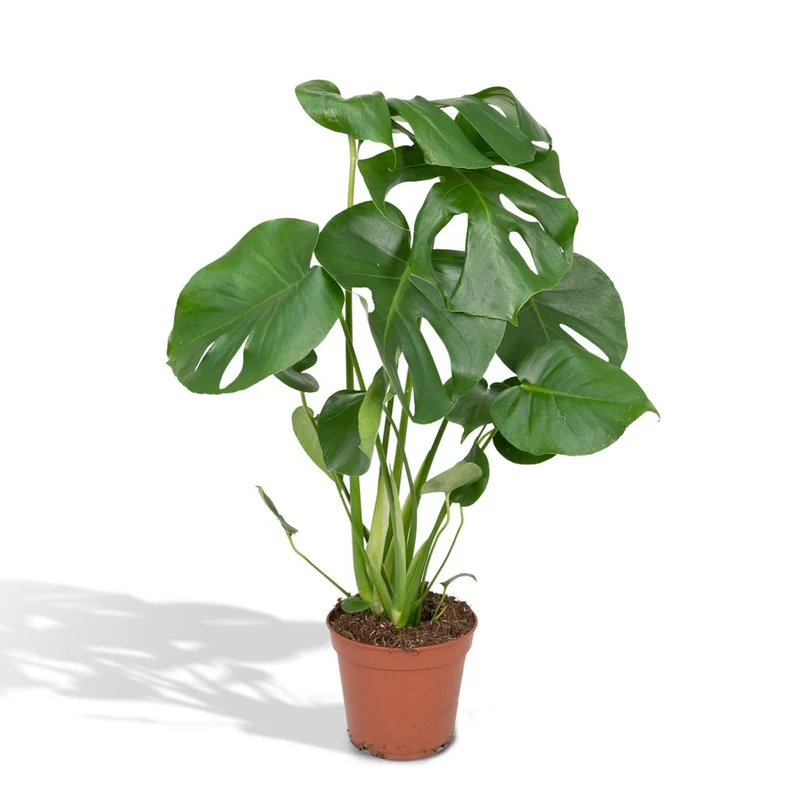 Monstera Deliciosa - Lochpflanze - Ø17cm - ↕55cm