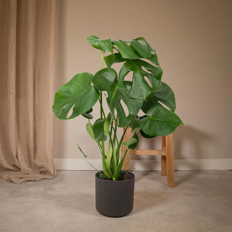 Monstera Deliciosa - Lochpflanze - Ø17cm - ↕55cm