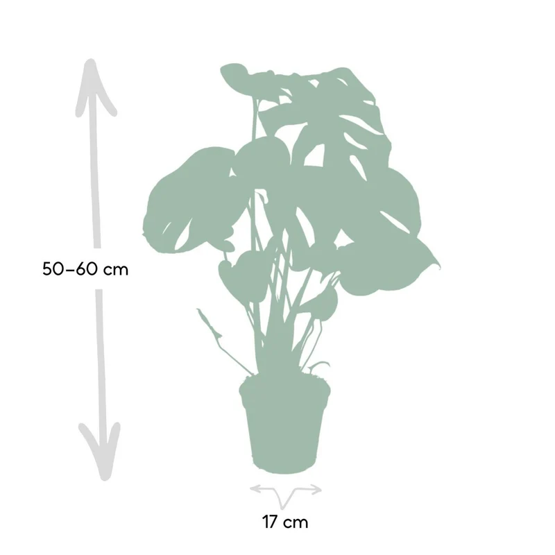 Monstera Deliciosa - Lochpflanze - Ø17cm - ↕55cm