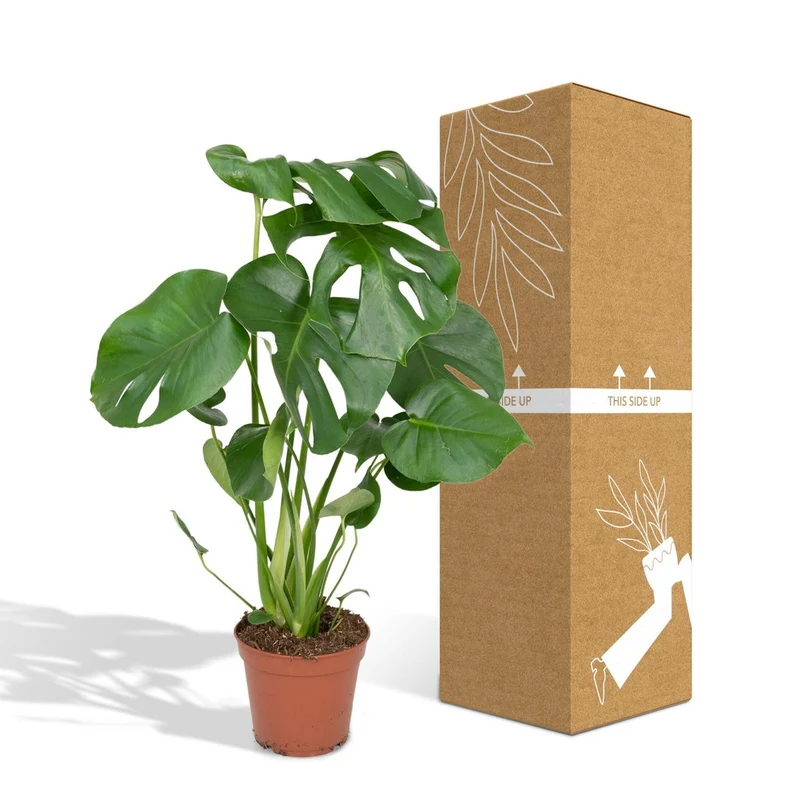 Monstera Deliciosa - Lochpflanze - Ø17cm - ↕55cm
