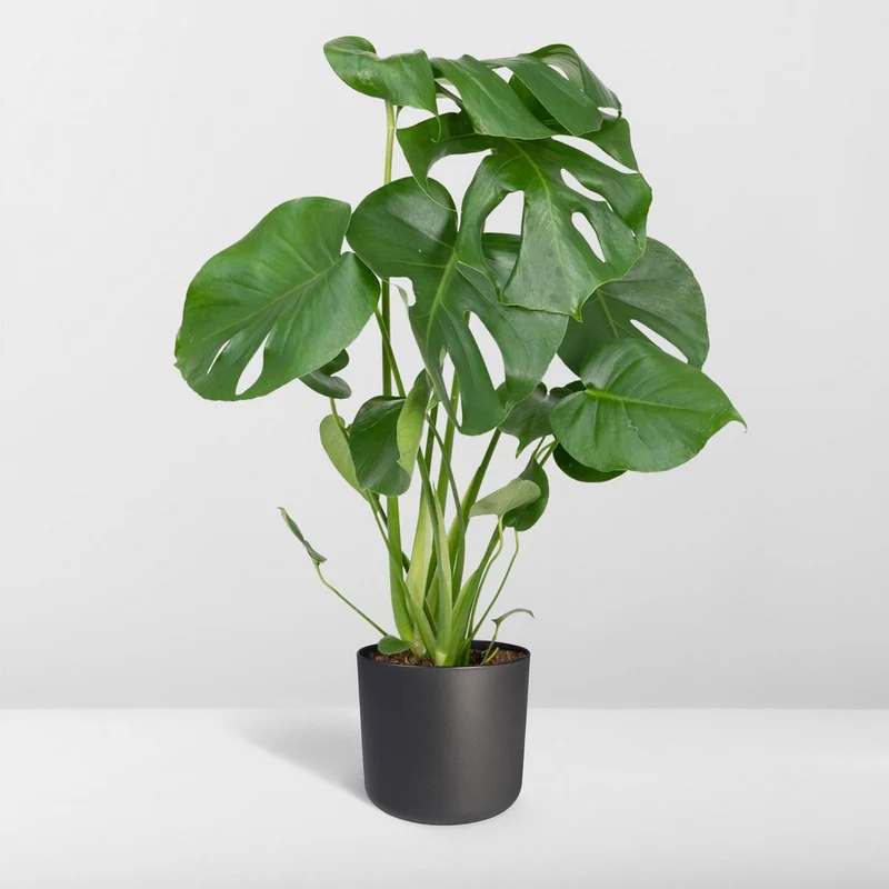 Monstera Deliciosa - Lochpflanze - Ø17cm - ↕55cm