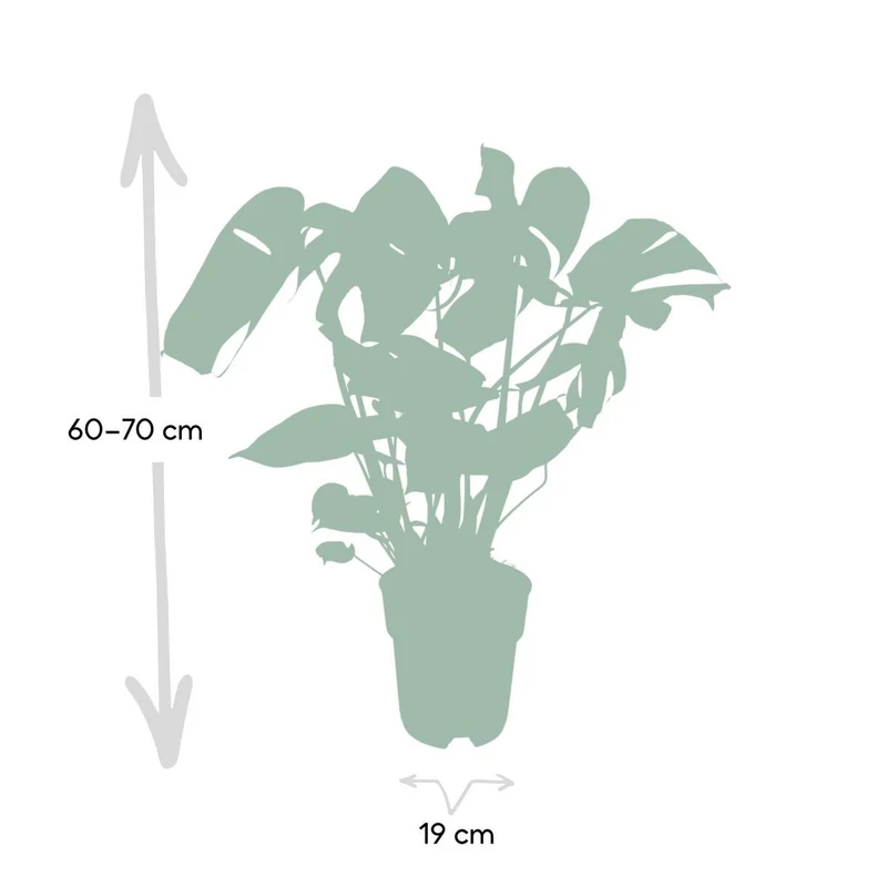 Monstera Deliciosa - Ø19cm - ↕60cm