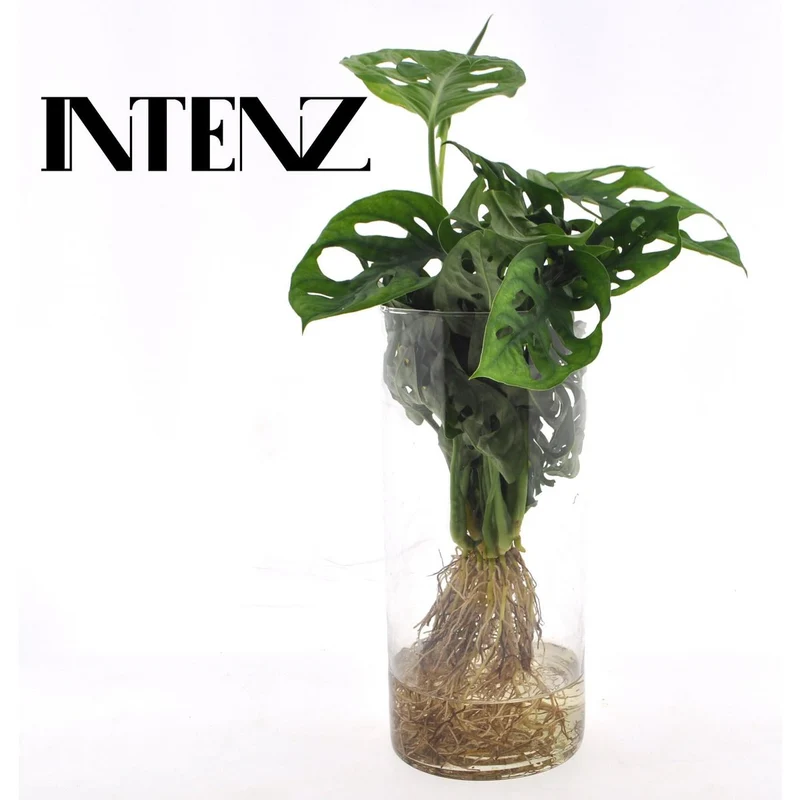Monstera im Zylinderglas - Ø12CM - ↕25 cm