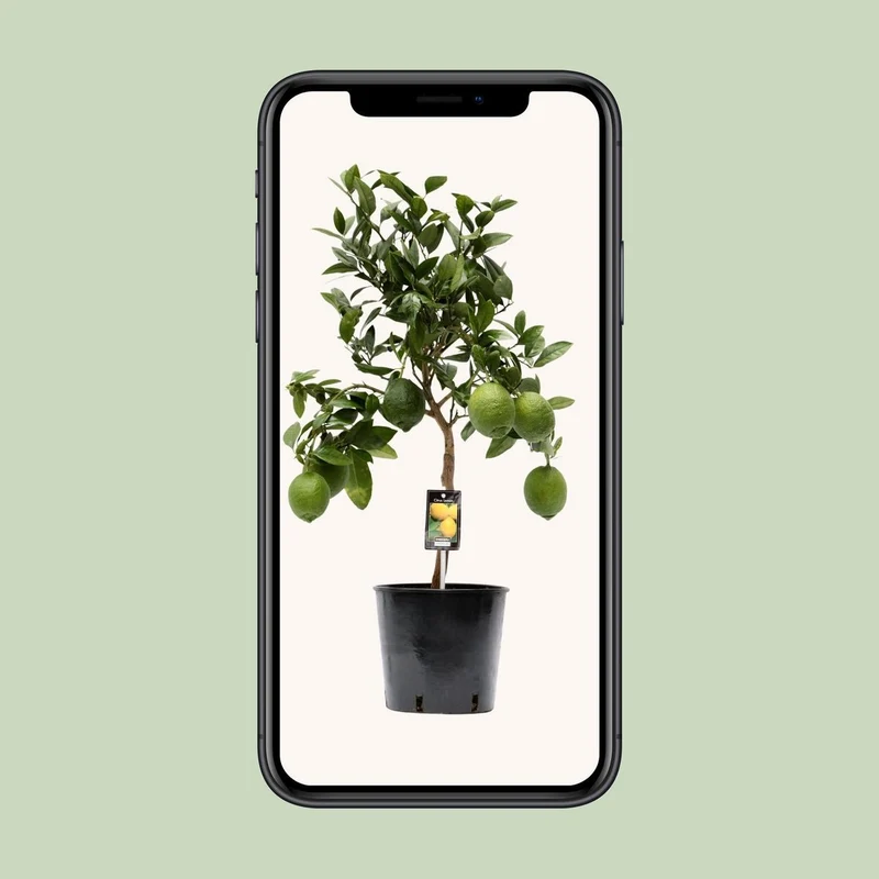 Zitronenbaum Citruspflanze – mediterrane Frische für Zuhause | Topf Ø 22 cm | Höhe ca. 80 cm