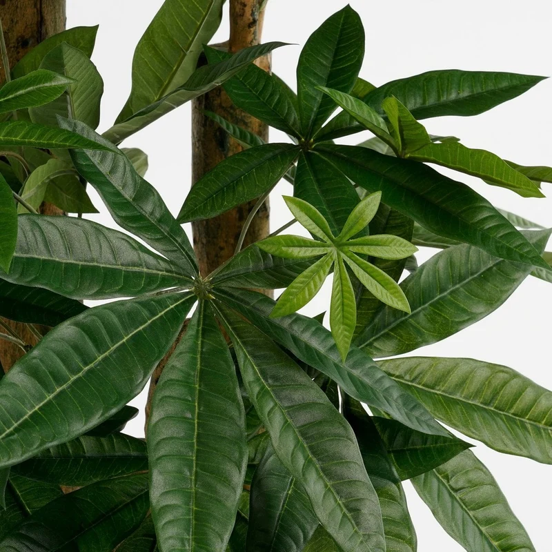 Künstliche Pachira (175 cm)