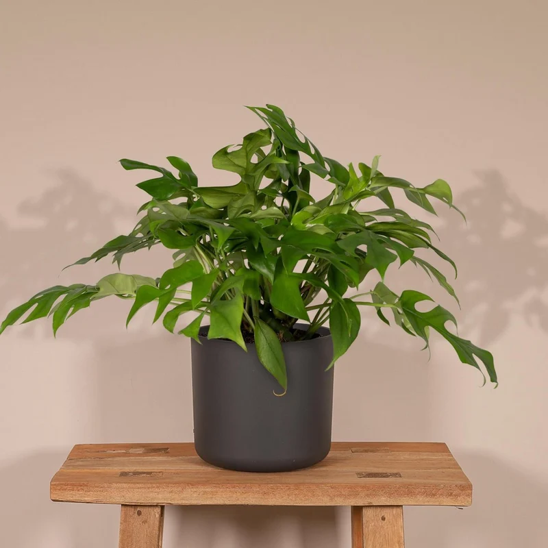 Monstera Minima - Lochpflanze - Ø15cm - ↕25cm