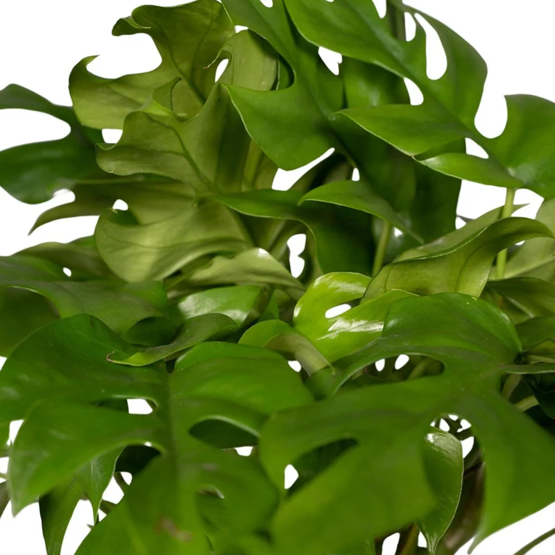Monstera Minima - Lochpflanze - Ø15cm - ↕25cm