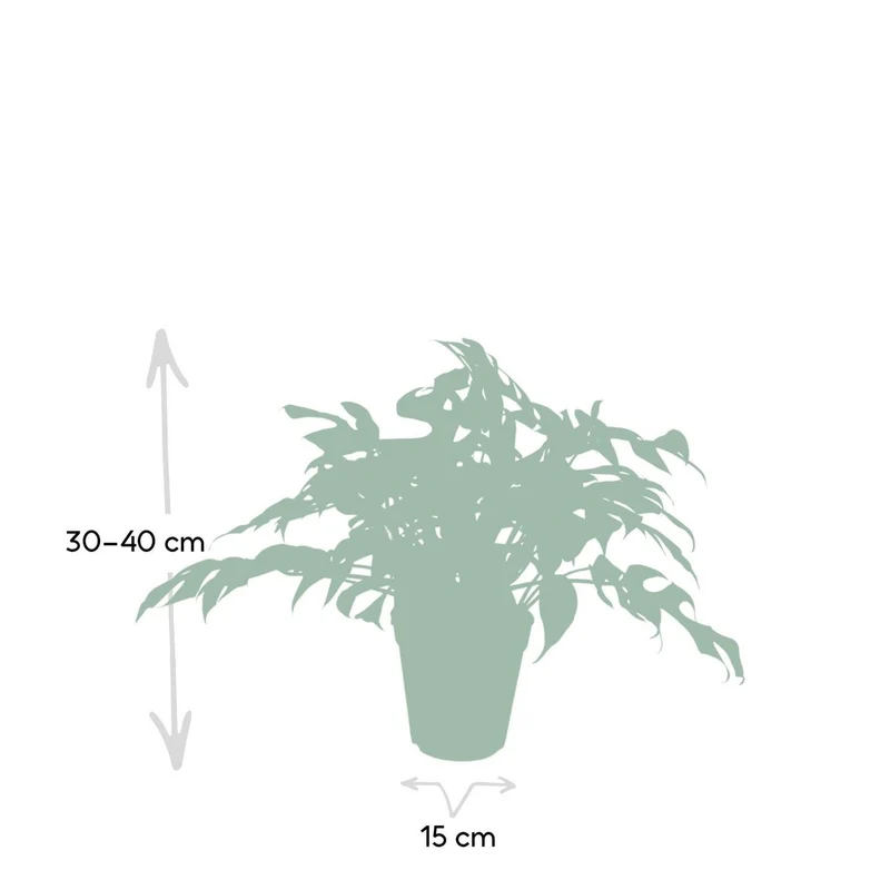 Monstera Minima - Lochpflanze - Ø15cm - ↕25cm