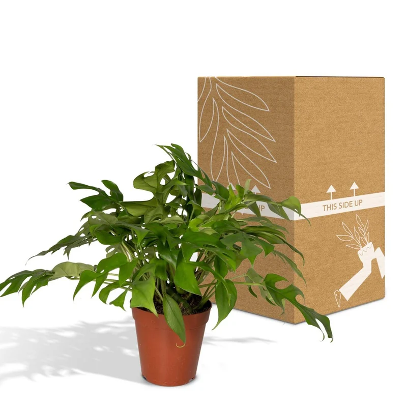 Monstera Minima - Lochpflanze - Ø15cm - ↕25cm