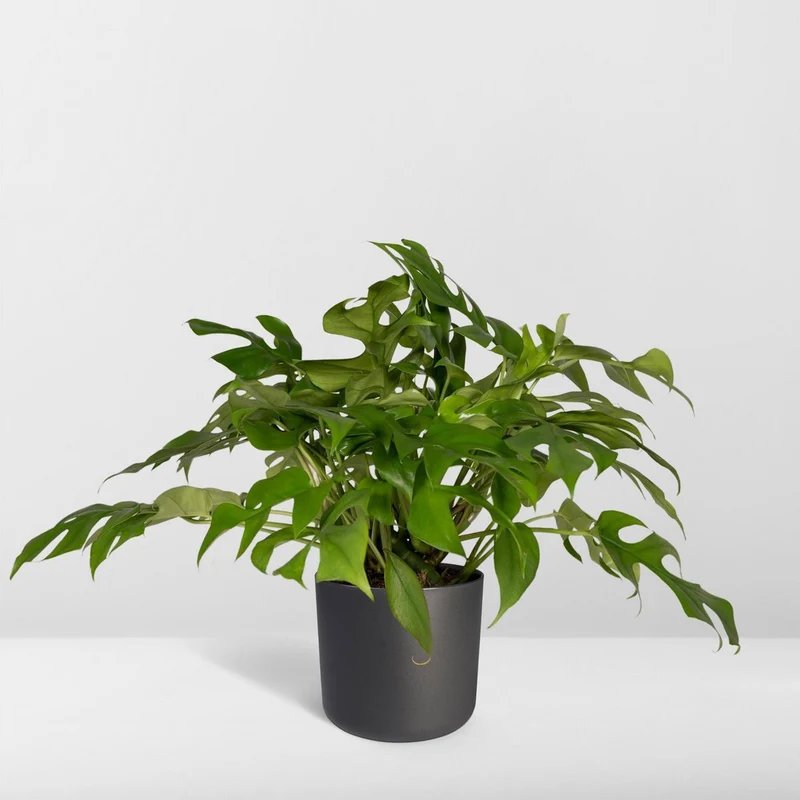 Monstera Minima - Lochpflanze - Ø15cm - ↕25cm