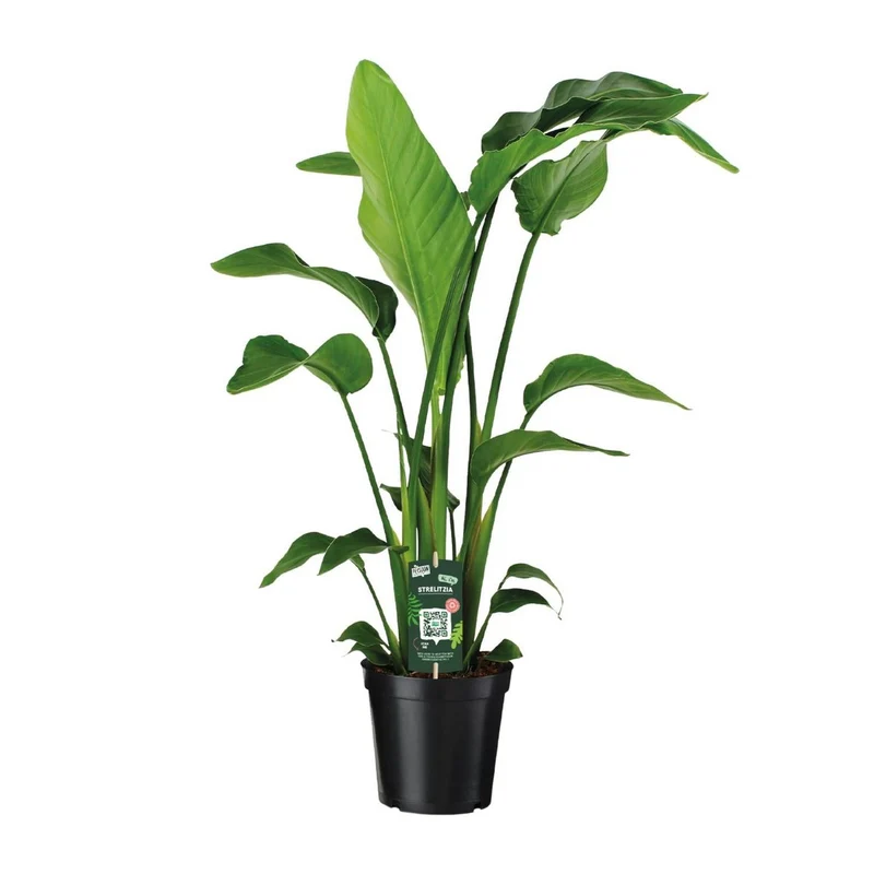Strelitzia nicolai – tropisches Statement für dein Zuhause 1 Pflanze | Topf Ø 19 cm | Höhe ca. 90 cm