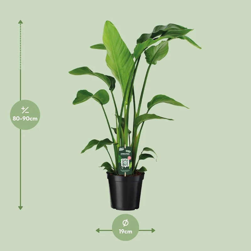 Strelitzia nicolai – tropisches Statement für dein Zuhause 1 Pflanze | Topf Ø 19 cm | Höhe ca. 90 cm