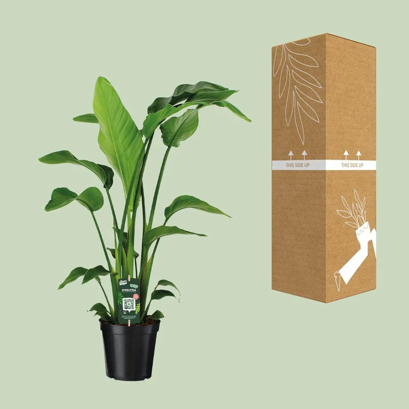 Strelitzia nicolai – tropisches Statement für dein Zuhause 1 Pflanze | Topf Ø 19 cm | Höhe ca. 90 cm