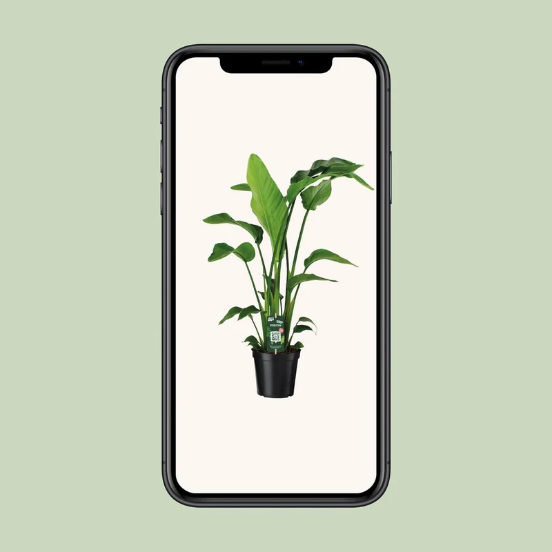 Strelitzia nicolai – tropisches Statement für dein Zuhause 1 Pflanze | Topf Ø 19 cm | Höhe ca. 90 cm
