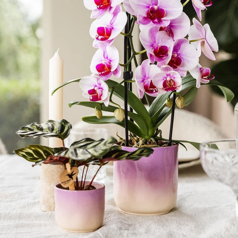 Dekotopf Gradience in Rosa, Ø 9 cm