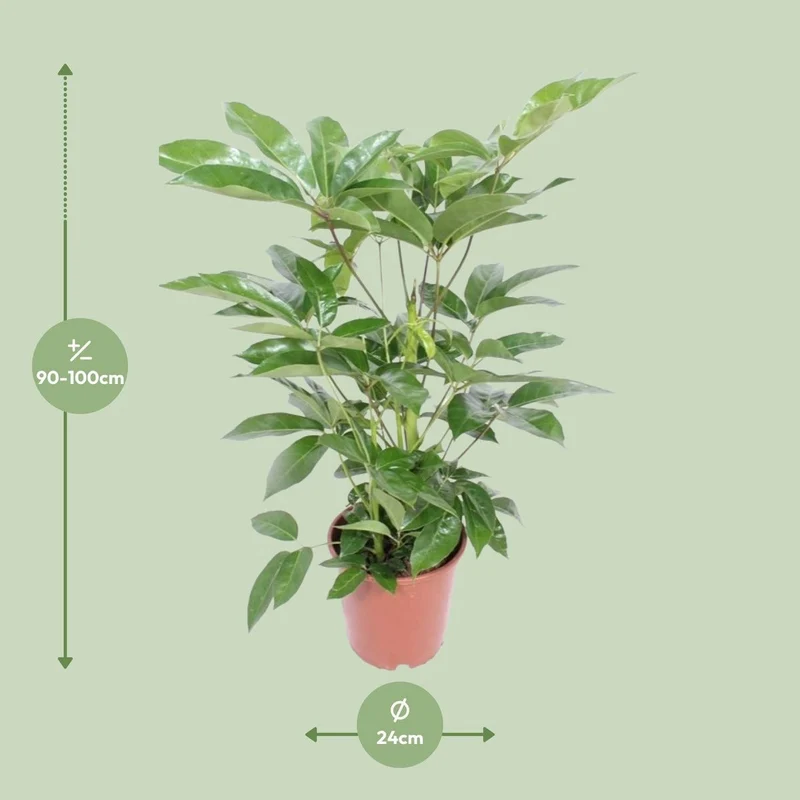 Schefflera Liebe - iø24cm - ↕100cm