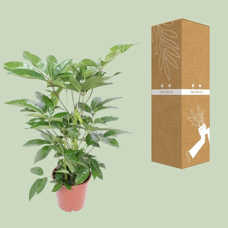 Schefflera Liebe - iø24cm - ↕100cm