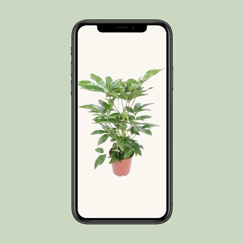 Schefflera Liebe - iø24cm - ↕100cm