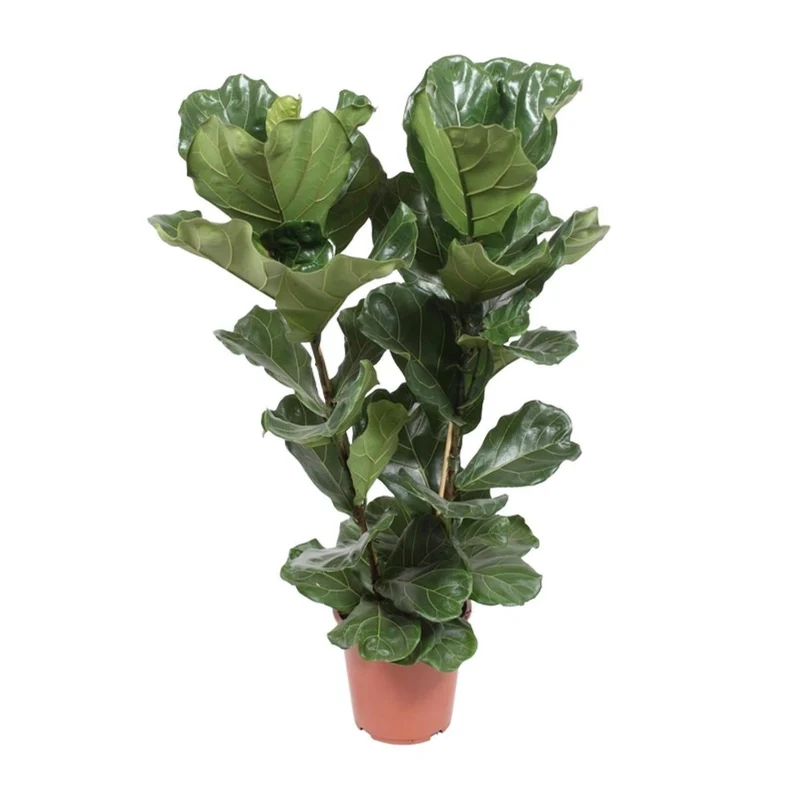 Ficus lyrata - Ø27cm - ↕100cm