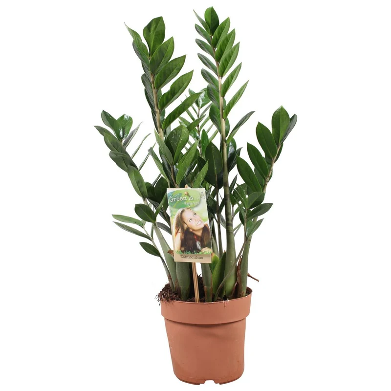 Zamioculcas Zamiifolia - Ø17cm - ↕70 cm